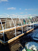 Теплица из квадратной трубы 20*20, каркас